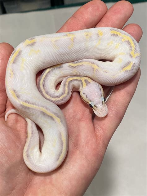Super Pastel Highway Ball Python By Rjs Reptiles Morphmarket