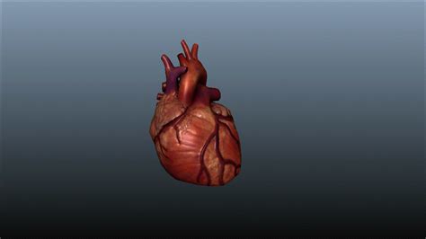 Human Heart  Images ~ Creepy Heart Human Heart  On Er