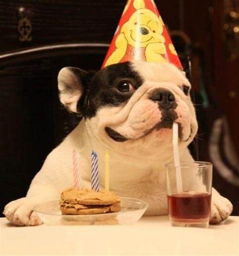 These 31 Happy Birthday Dog Images Are So Cute Im Wagging