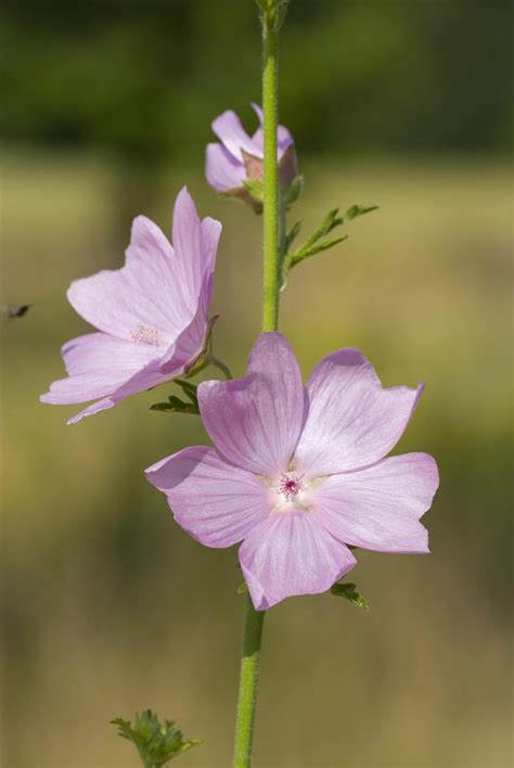 A Simple Guide To The Wildflowers Of Britain Country Life Mallow