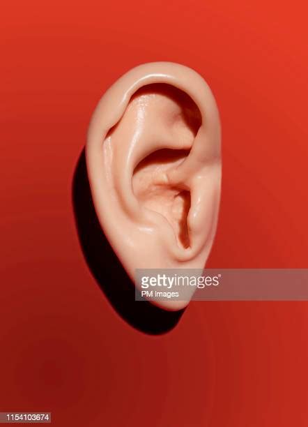 Human Ear Close Up Photos And Premium High Res Pictures Getty Images