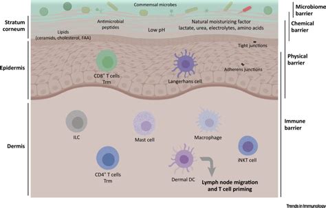 Cutaneous Barriers And Skin Immunity Differentiating A Connected