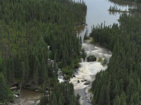 Quebec Boreal Forest Could Be Climate Change Refuge Study Montreal