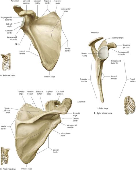 Anatomy Of Scapula
