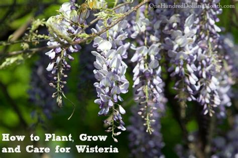 We'll keep you updated with additional codes once they are released. How to Plant, Grow and Care for Wisteria - One Hundred Dollars a Month