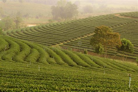 Green Tea Plantation Landscape Stock Photo Image Of India Darjeeling