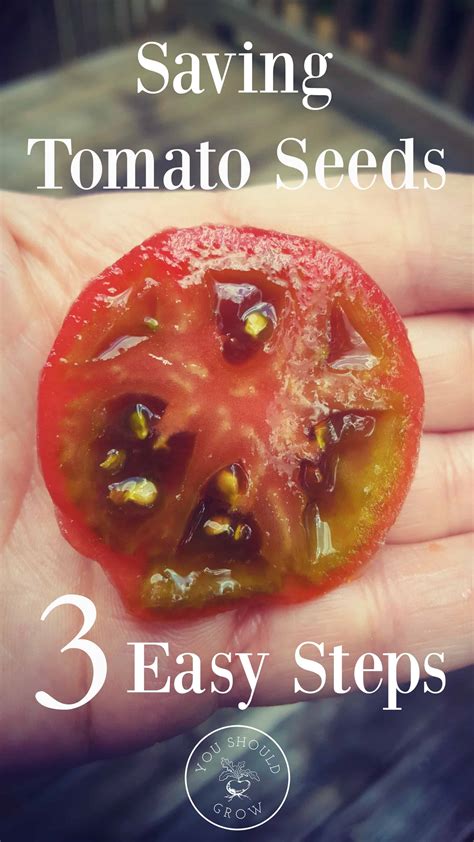 How To Save Tomato Seeds Its Easier Than You Think You Should Grow
