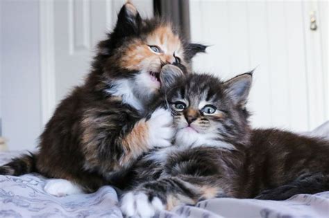 100 Full Pedigree Norwegian Forest Kittens For Sale Adoption From