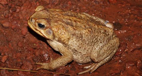 Crappo Aka Cane Toads The Worlds Largest Toads Things Guyana
