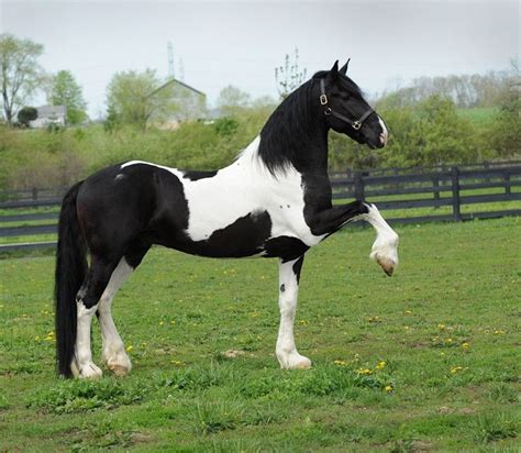 Dream Gaits Bizkit Baroque Pinto Pinto Horse Horse Breeds Pretty