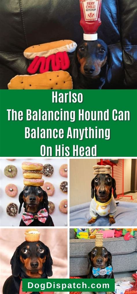 Harlso The Balancing Hound Can Balance Anything On His Head Dog Dispatch