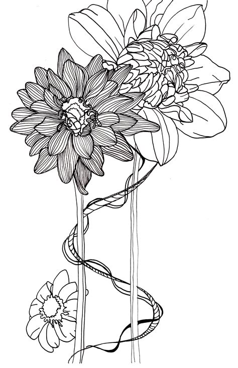 Line Drawing Flowers Dahlias Flower Drawing Illustration Art