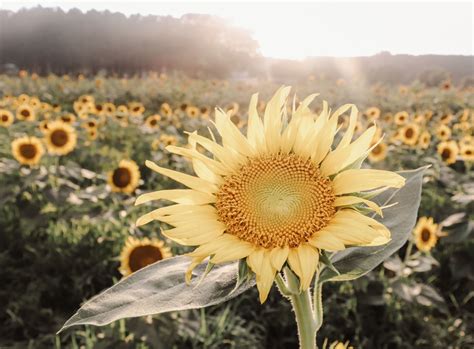 Sunflower Field In North Carolina Sunflower Fields Sunflower Photo
