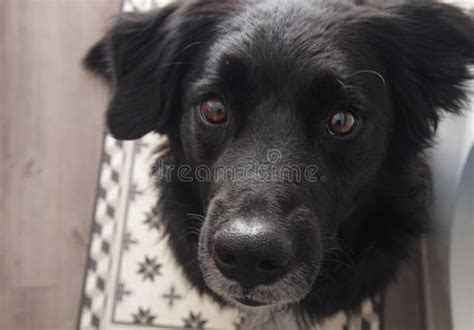 A Close Up Of A Black Dog Looking At The Camera Stock Image Image Of