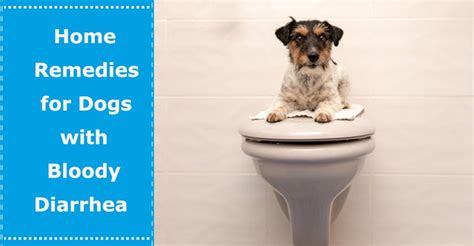 Home Remedies For Dogs With Bloody Diarrhea Petxu