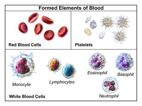 What Is The Difference Between The Red And White Blood Cells Images