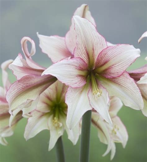 Check spelling or type a new query. Amaryllis 'Green Magic' | Amaryllis, Indoor flowers ...