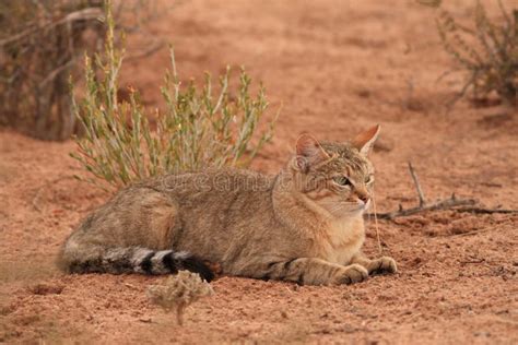 Afrikanische Wildkatze Felis Lybica Stockbild Bild Von Südlich