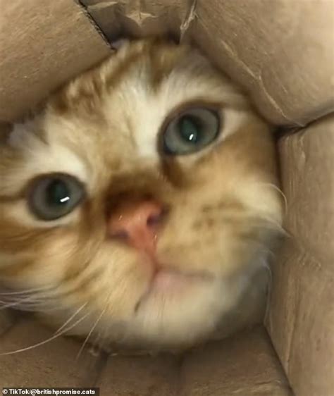 Video Of Cute Cat Poking Its Head Into A Tube Racks Up 156 Million
