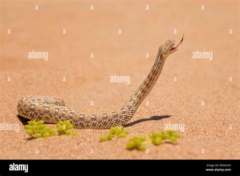 Peringueys Adder Bitis Peringueyi Small Venomous Viper From Namib