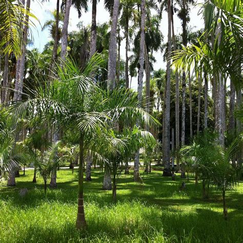 Palmentuin Paramaribo 2022 Alles Wat U Moet Weten Voordat Je Gaat