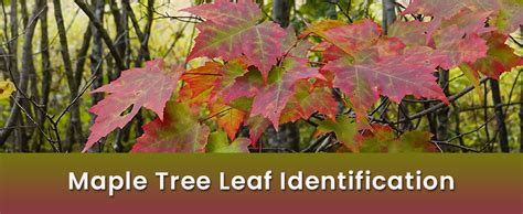 Maple Tree Leaf Identification Guide Embracegardening