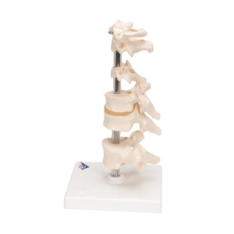 Anatomical Teaching Models Plastic Vertebrae Model Six Mounted