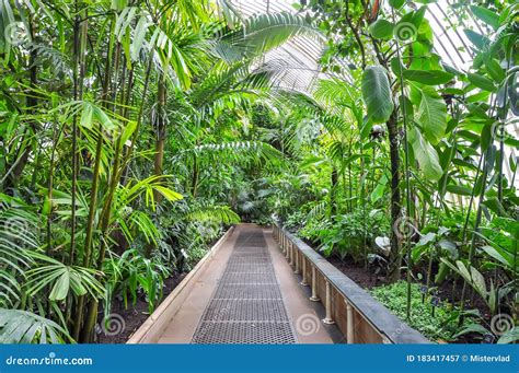 Tropical Plants In Greenhouse In Kew Botanical Gardens London Uk