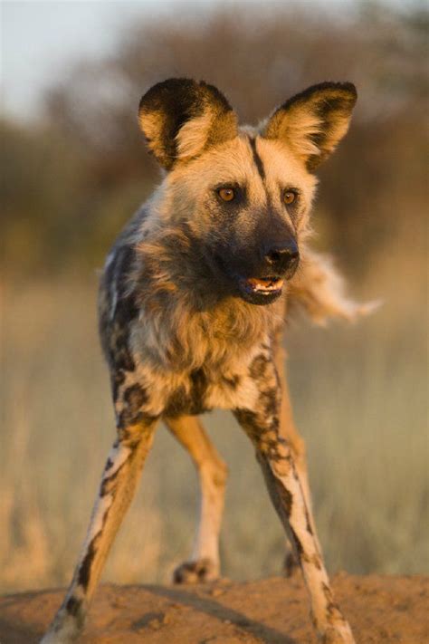 Check spelling or type a new query. 15923. Wild dog, Namibia - © Jim Zuckerman Photography ...