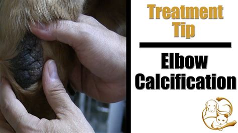 Dog Elbow Callus Treatment Pet Grooming Tip Youtube