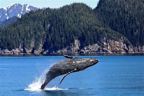 Whale Watching Guide On Vancouver Island North Bc Canada Trekkerpedia