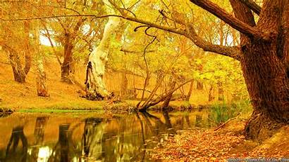 Autumn Trees Yellow Tree Wallpapers Fall Desktop