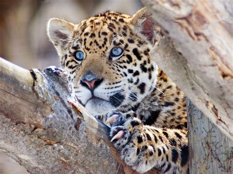 Jaguars Black Spots Are Often Called Rosettes For Their Resemblance