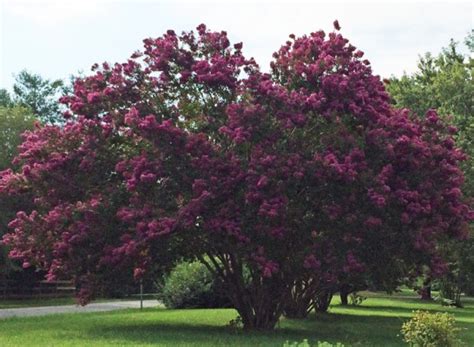 Copy the code between the two lines thanks for sharing your beautiful photo. Crepe Myrtles in July in Albemarle County VA in ...