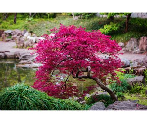 Acer Palmatum Erable Du Japon ´dissectum Garnet´