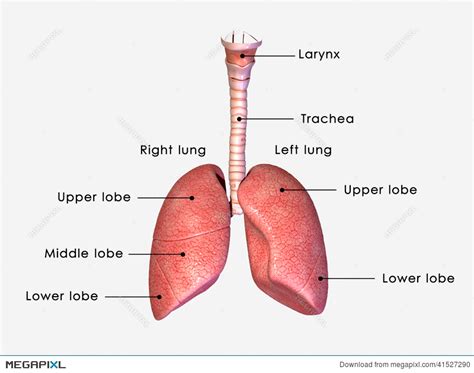 Human Lungs Diagram Labeled
