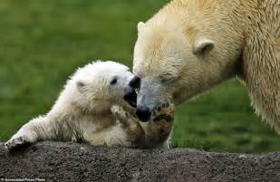 1 Of 3 New Polar Bear Cubs Makes Public Debut At Ohio Zoo Daily Mail