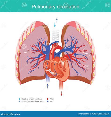 Circulación Pulmonar Ilustración Del Vector Ilustración De