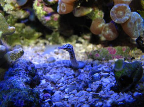 Pipefish Reef2reef Saltwater And Reef Aquarium Forum