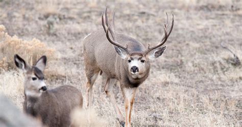 Ndow Charges Two Idaho Men With Poaching Mule Deer Gohunt The Hunting Company