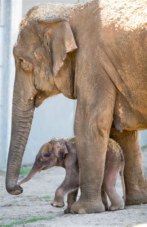 Asian Elephant And Calf Elephant Asian Elephant Baby Animals Pictures