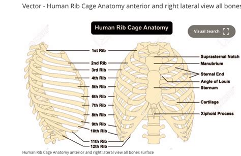 Right Rib Cage Anatomy What Does It Mean To Have Sharp Stabbing Pain