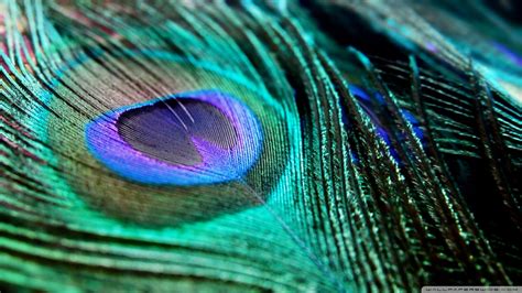 Peacock Feather Wallpapers Top Hình Ảnh Đẹp
