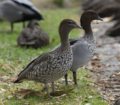 Maned Duck Facts Habitat Conservation Status Zoo Populations