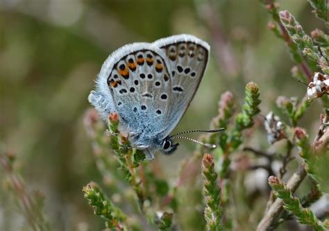 Silver Studded Blue Butterfly Plebejus Argus Male Thursl Flickr