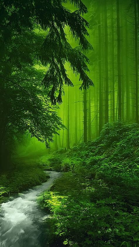 A Clear River In The Green Forest Fantasy Place Wallpaper Download