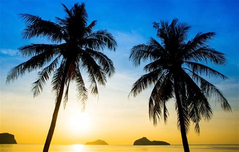 Wallpaper Sea Beach Summer Sunset Palm Trees Shore Silhouette
