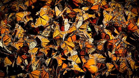Mexique Artisanat Les Merveilles Du Mexique Le Papillon Monarque