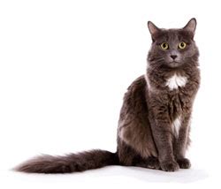 Babesiosis in dogs and cats. Cat training and management | Karen Pryor Clicker Training