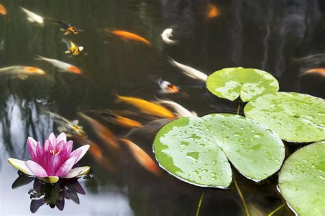 Lily Pad Pink Flower In Koi Pond Photograph By Jit Lim Fine Art America
